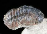 Crotalocephalina & Reedops Trilobite - Atchana, Morocco #47443-3